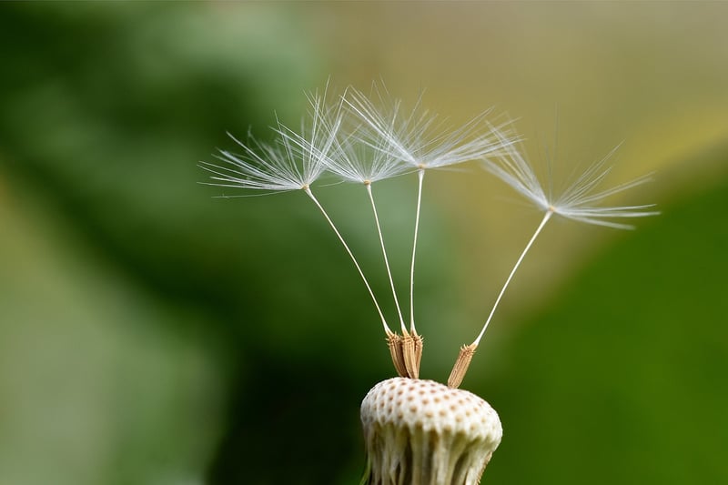Ephemeral Whispers Image